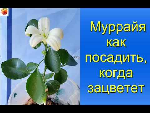 Видео: Муррайя как прорастить  посадить  развести цветок