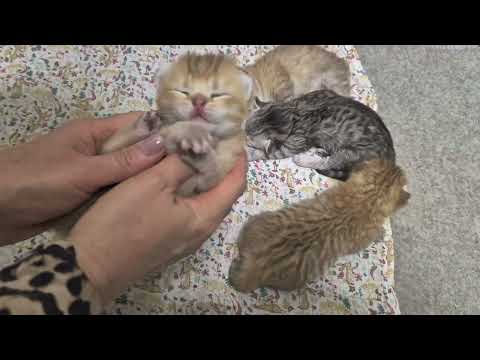 Видео: Новости в Шанельнике 😊