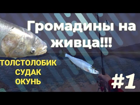 Видео: Ищем судака, но находим огромных размеров ТОЛСТОЛОБИКА!!! | Ultimate Fishing Simulator | На живца