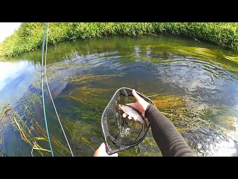 Видео: Ловля ельца на мушку. Рыбалка на малой реке. Нахлыст.