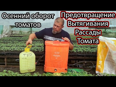 Видео: Пролей Рассаду ТАК! И рассада Томатов не будет вытягиваться!