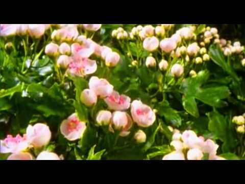 Видео: В. Асмолов - Лунная тропа