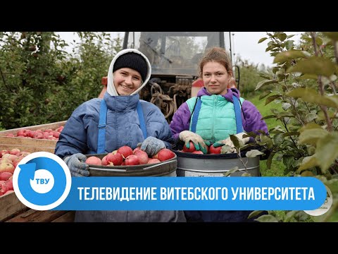 Видео: БОЛЬШОЙ РЕПОРТАЖ: Сбор яблок в Толочине