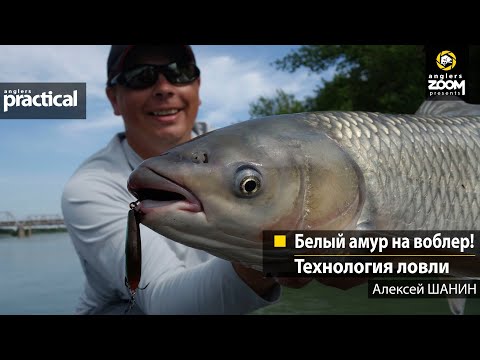 Видео: Белый амур на воблер! Технология ловли. Алексей Шанин. Anglers Practical