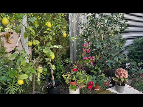 Видео: Зимнее укрытие для камелии🌺Матотиана и обзор моих🌸камелий!