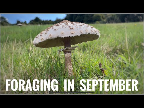 Видео: Собирательство в сентябре — календарь сбора диких животных в Великобритании (часть 2 из 3)