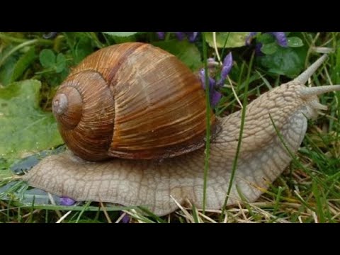 Видео: Готовимся к пробуждению улиток