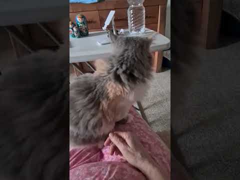 Видео: #cat #красиваякошка 