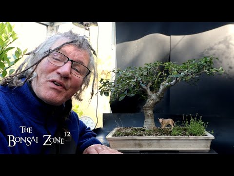 Видео: Грязевики и мой фикус Бёрта Дэви, Зона бонсай, октябрь 2025 г.