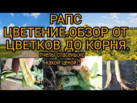 Видео: Рапс цветение .Обзор от цветков до корня:пчелы,вредители,болезни,сорняки.