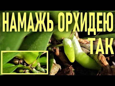 Видео: ТОЛСТЯНКА (лат. Crássula) ДЛЯ ОРХИДЕЙ!🌞 РЕЗУЛЬТАТ ЛЕЧЕНИЯ ГНИЛИ СТВОЛА ОРХИДЕИ! ХИРУРГ ДЛЯ ОРХИДЕЙ!🌞