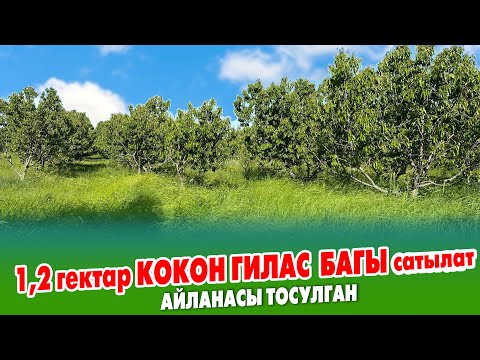 Видео: Мѳмѳгѳ кирген 300 түпкѳ жакын КОКОН гилас БАГЫ сатылат  ~ Баасы 70 миӊ доллар