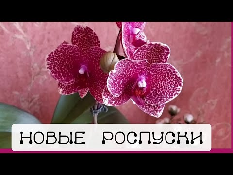 Видео: Продолжение летнего цветения. Первые роспуски. 