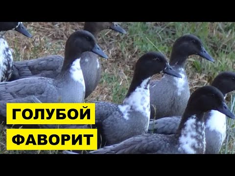 Видео: Разведение уток породы голубой фаворит | Птицеводство | Утка голубой фаворит