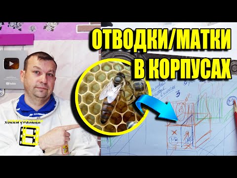 Видео: ПРОСТОЙ СПОСОБ СДЕЛАТЬ ОТВОДОК ПЧЕЛ И ВЫВЕСТИ ПЧЕЛИНЫХ МАТОК ДЛЯ НАЧИНАЮЩИХ ПЧЕЛОВОДОВ ЛЮБИТЕЛЕЙ