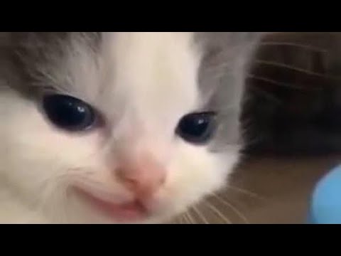 Видео: ASMR-серия побед с моей любимой колодой | Clash Royale