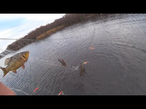 Видео: РЫБАЛКА НА КАРАСЯ / РЫБАЛКА СЕТЯМИ НА КРАЙНЕМ СЕВЕРЕ / ЗОЛОТОЙ КАРАСЬ