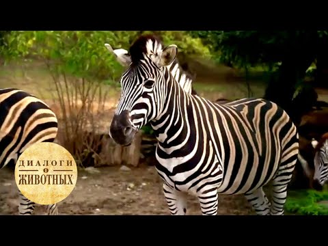 Видео: Зоопарки Чехии. 4 серия / Диалоги о животных