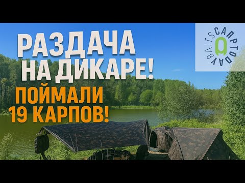 Видео: Раздача на Дикаре . Поймали 19 Карпов ! 