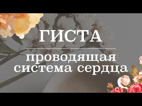 Видео: Проводящая система сердца (ПСС) | Гистология