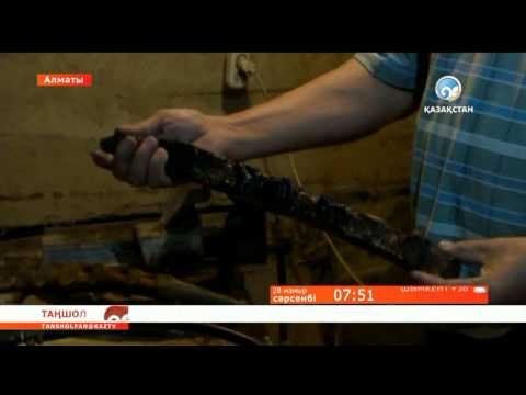Видео: «Әр қазақтың төрінде қамшы ілулі тұруы керек»