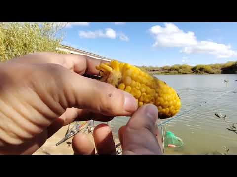 Видео: Очередная попытка поймать 2го судака и не только. #рыбалка #астана #fishing_video