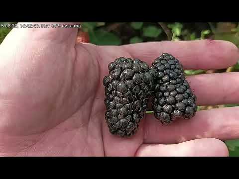 Видео: Ежевика Блек Джем