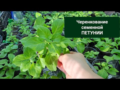 Видео: ЧЕРЕНКОВАНИЕ ПЕТУНИИ ИЗ СЕМЯН. САМЫЙ ЛУЧШИЙ СПОСОБ РАЗМНОЖИТЬ РАСТЕНИЕ.
