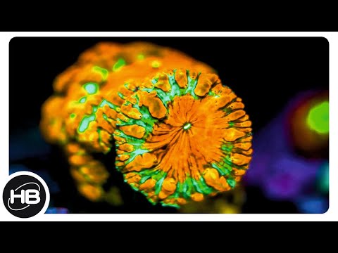 Видео: 10 Самых Красивых и Необычных Кораллов в Мире