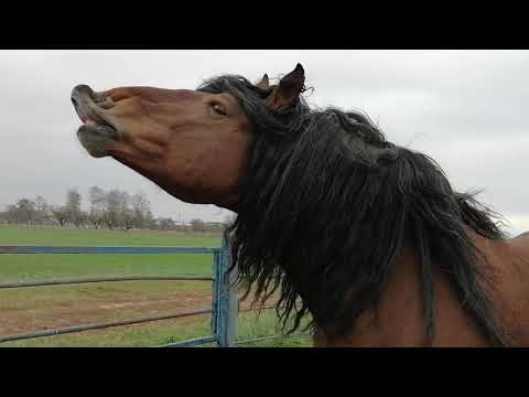 Видео: ОБЗОР ЖЕРЕБЦА НА ПРОГУЛКЕ