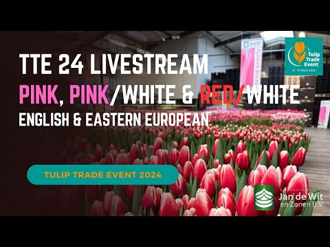 Видео: TTE 24 - Pink & Red/White - English & Eastern European (TTE 24 — розовый и красный/белый)