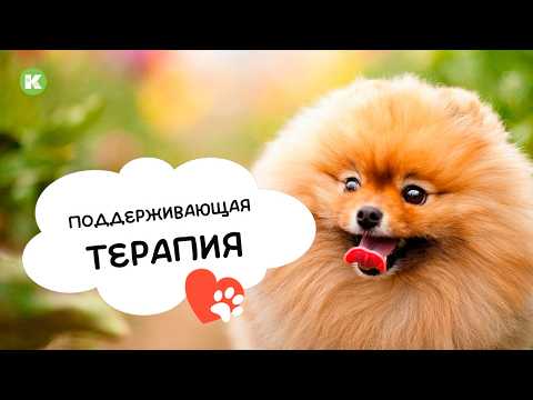 Видео: Поддерживающая терапия при парвовирусных энтеритах кошек и собак