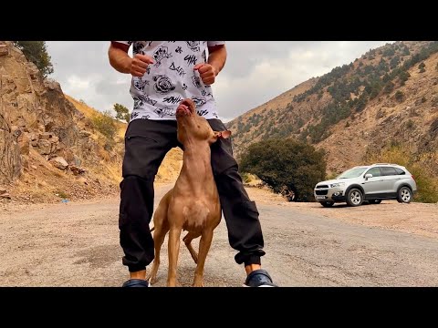 Видео: Счастливая самостоятельная жизнь хозяина и его собаки в Узбекистане