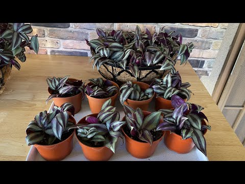Видео: Как размножить и пересадить традесканцию ​​(зебрину или «Блуждающего еврея»): советы по уходу