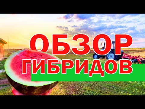 Видео: Обзор новинок 🍉 31 07 21