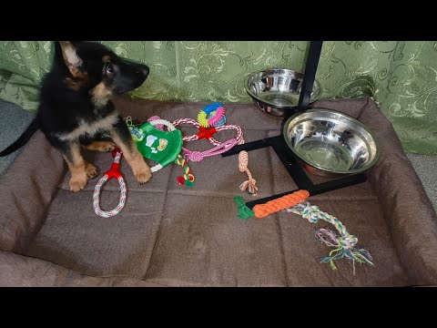 Видео: Покупки для Норы. Лежанка, игрушки и миски. Спасибо всем большое #овчарка #щенокмилашка #игрушки 
