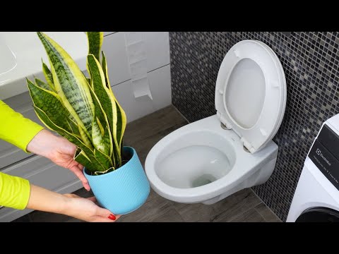 Видео: Поставьте змееголовник в ванной. Вы почувствуете разницу уже на следующий день.