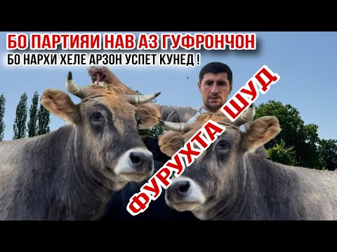 Видео: БО НАРХИ ХЕЛЕ АРЗОН УСПЕТ КУНЕД 29 октября 2025 г.