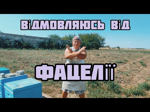 Видео: ✅Чому я більше не буду сіяти фацелію?!