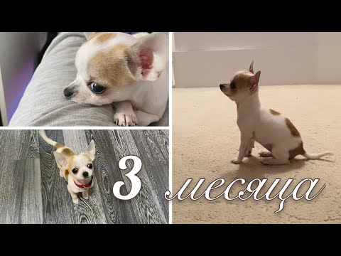 Видео: VLOG / ДЖЕРРИ 3 МЕСЯЦА, чему научилась