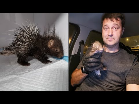 Видео: Меня атаковал маленький дикобраз. История малыша - дикобраза
