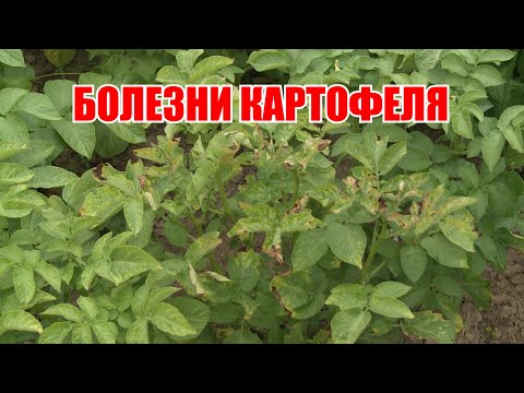 Видео: Болезни картофеля