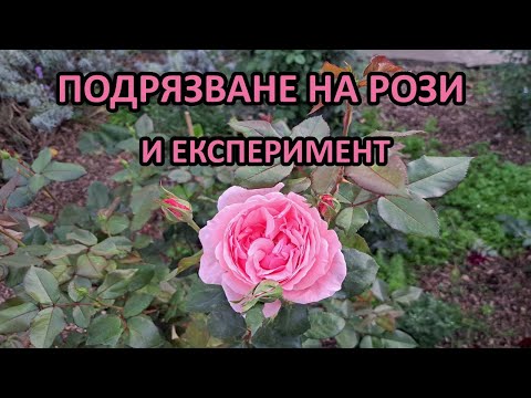 Видео: Пролетно подрязване на рози и експеримент за повече цъфтеж - Tony's permaculture garden