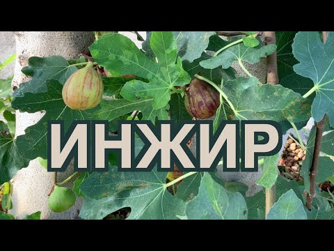 Видео: Выращивание инжира в холодном климате