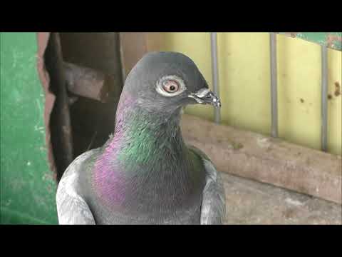 Видео: Выпуск Деришей с метисами. 14.03.22г.
