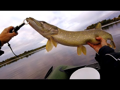 Видео: Ловля щуки осенью / Вот это раздача