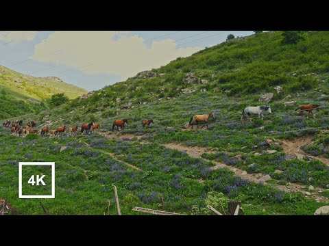 Видео: Наблюдение за пасущимися лошадьми в Меградзоре, Армения | Nature Sounds