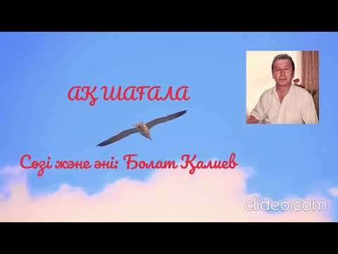 Видео: Ақ шағала