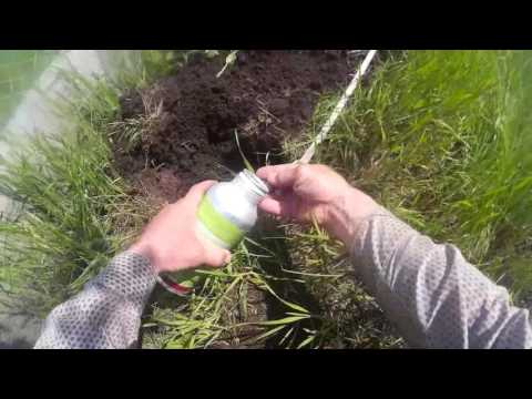 Видео: Борьба со слепышами. Слепыш (не крот) вредитель. Фостоксин.