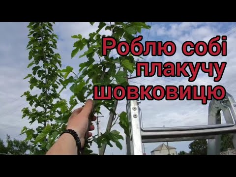 Видео: Зроби собі плакучу шовковицю.
